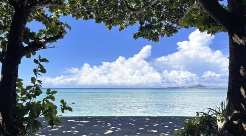 ocean view through trees