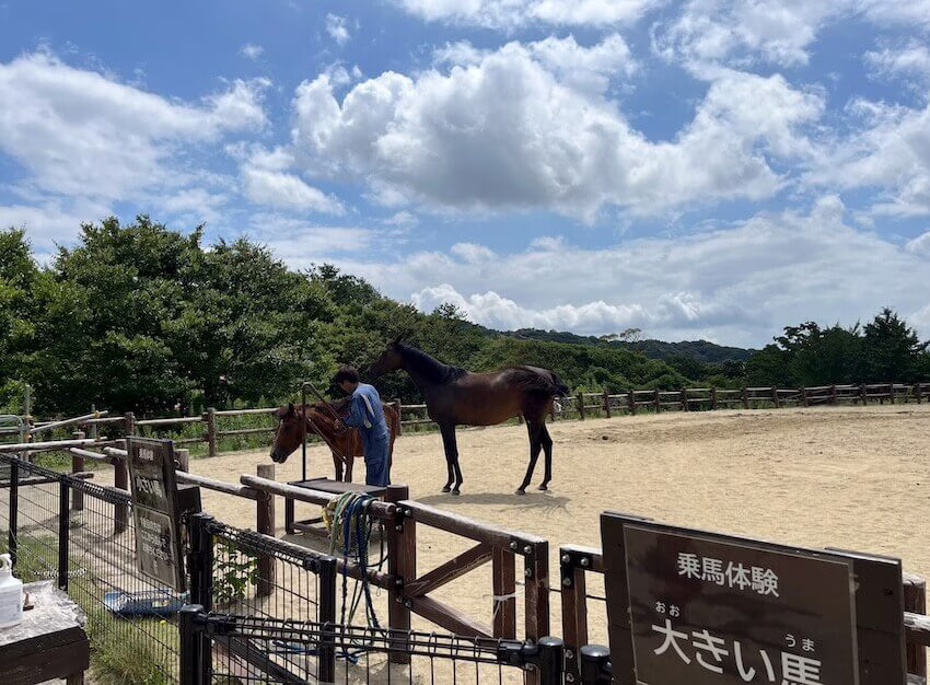 Horse